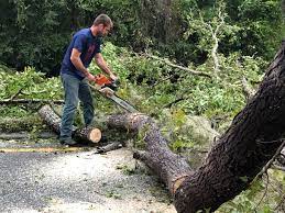 How Our Tree Care Process Works  in  Winnebago, IL